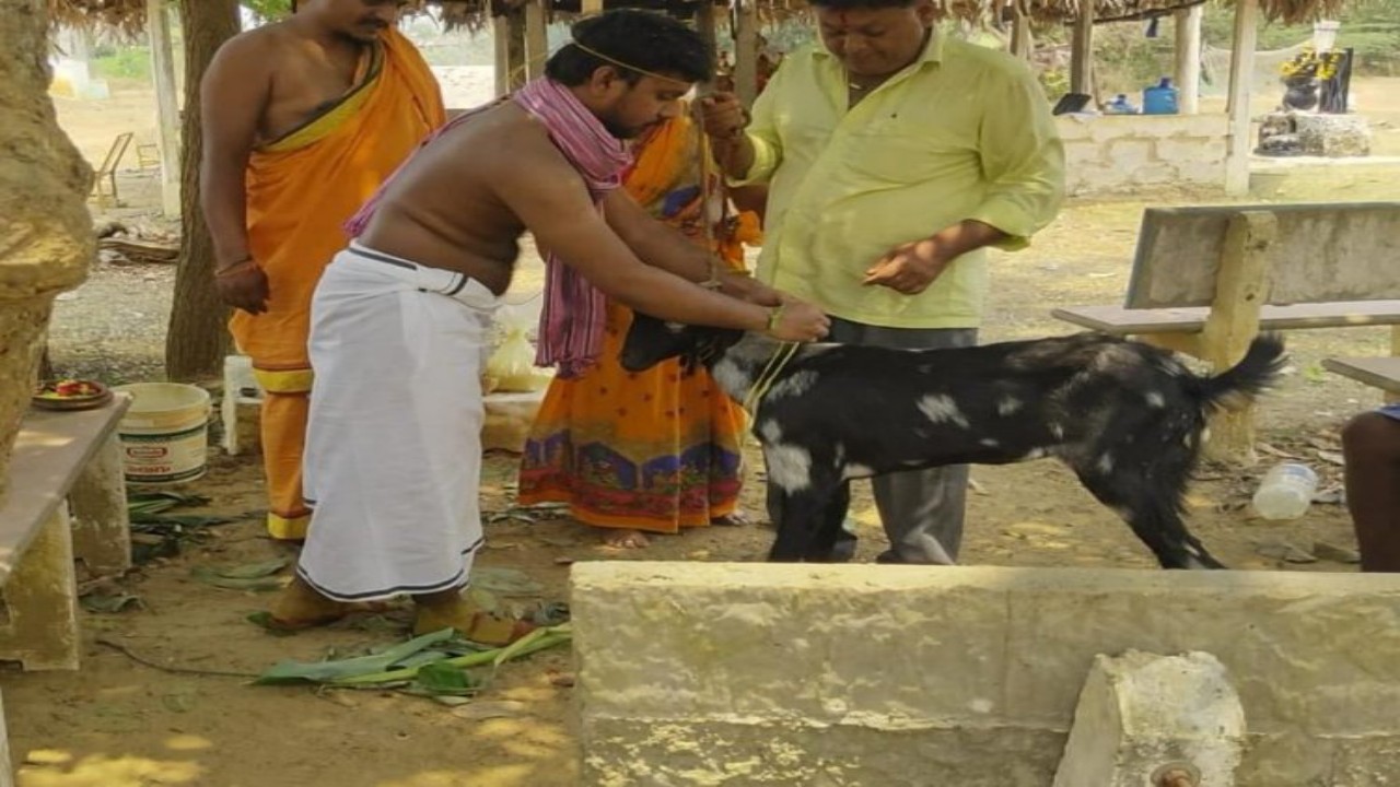 మేకతో యువకుడి పెళ్లి... నూజివీడు పట్టణ పరిధిలో............ మేకతో యువకుడి పెళ్లి... నూజివీడు పట్టణ పరిధిలో............