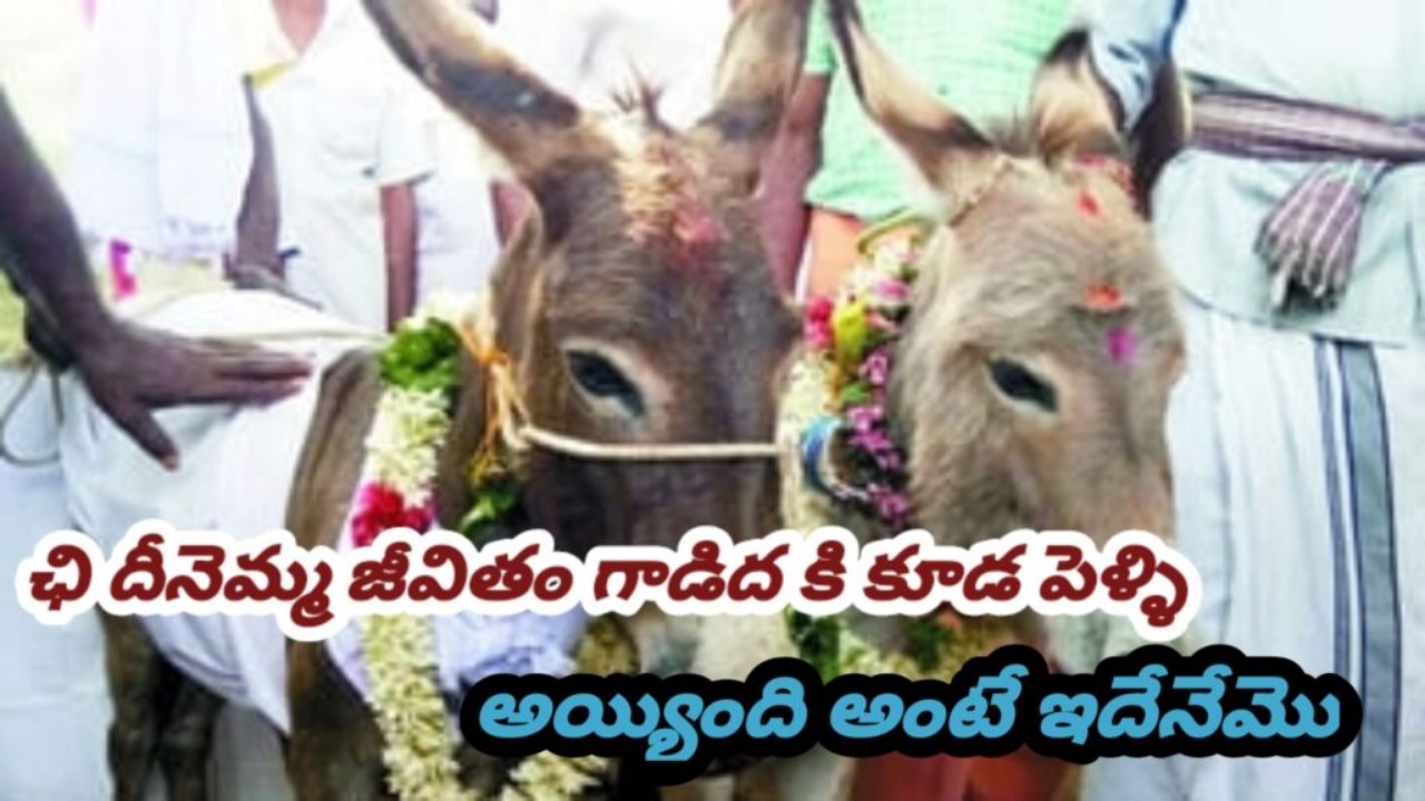 గాడిదలకు ఘనంగా పెళ్లి, ఊరంతా ఊరేగింపు.. ఎందుకిలా చేశారంటే గ్రామస్తులు చెప్పింది. గాడిదలకు ఘనంగా పెళ్లి, ఊరంతా ఊరేగింపు.. ఎందుకిలా చేశారంటే గ్రామస్తులు చెప్పింది.